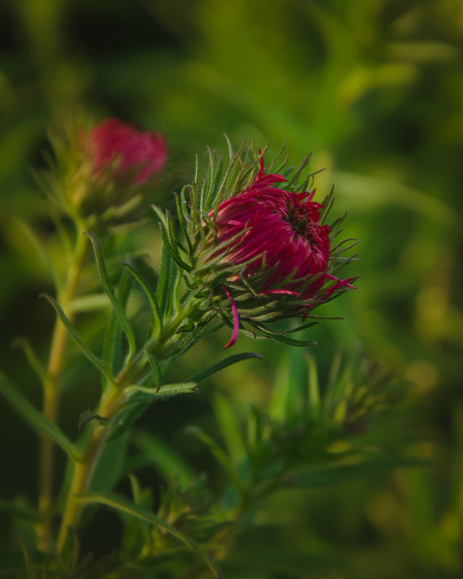 Lete autumn aster