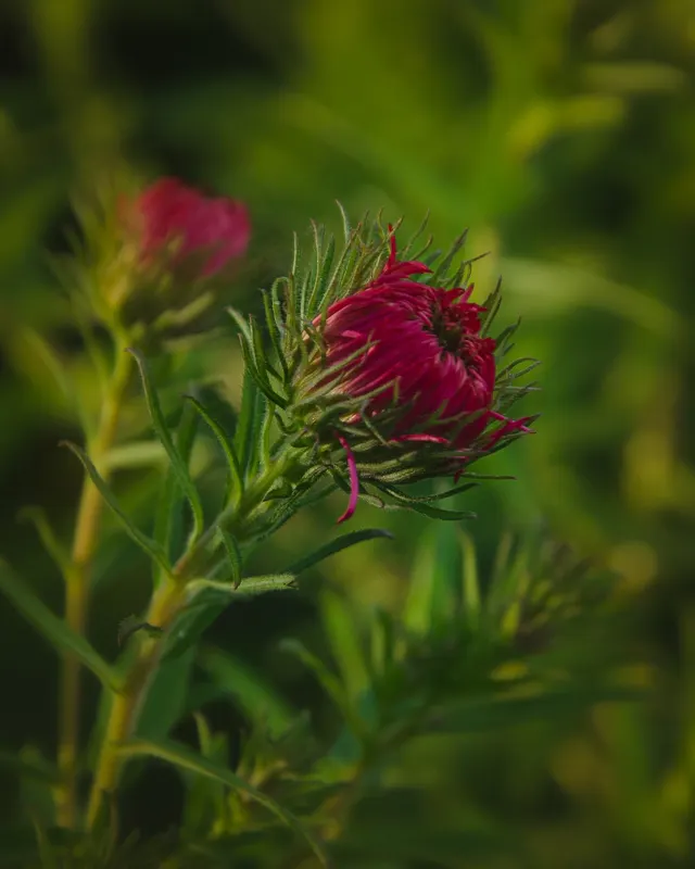 Lete autumn aster