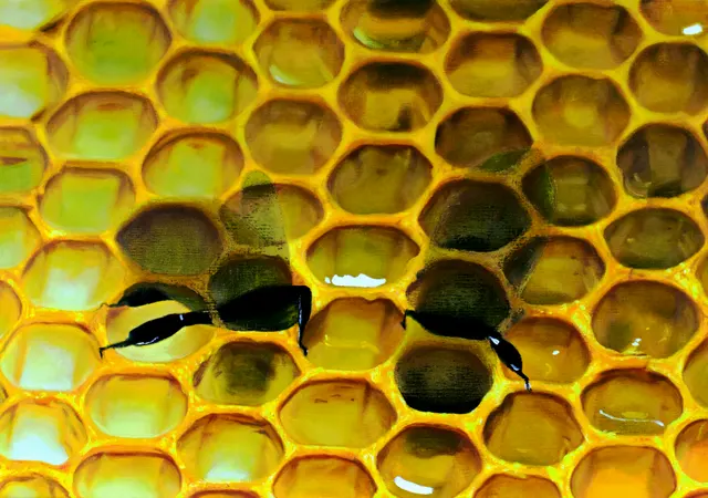 black bee