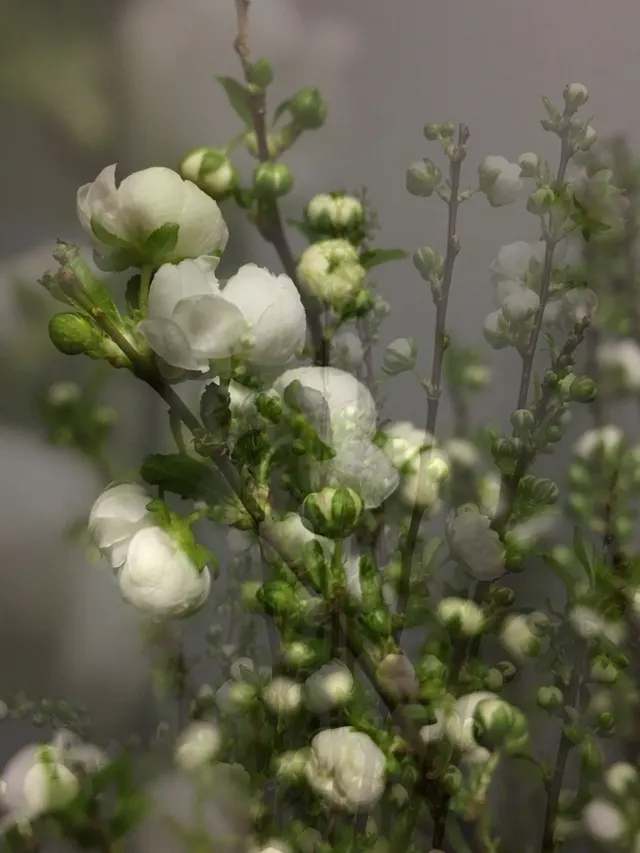 flora