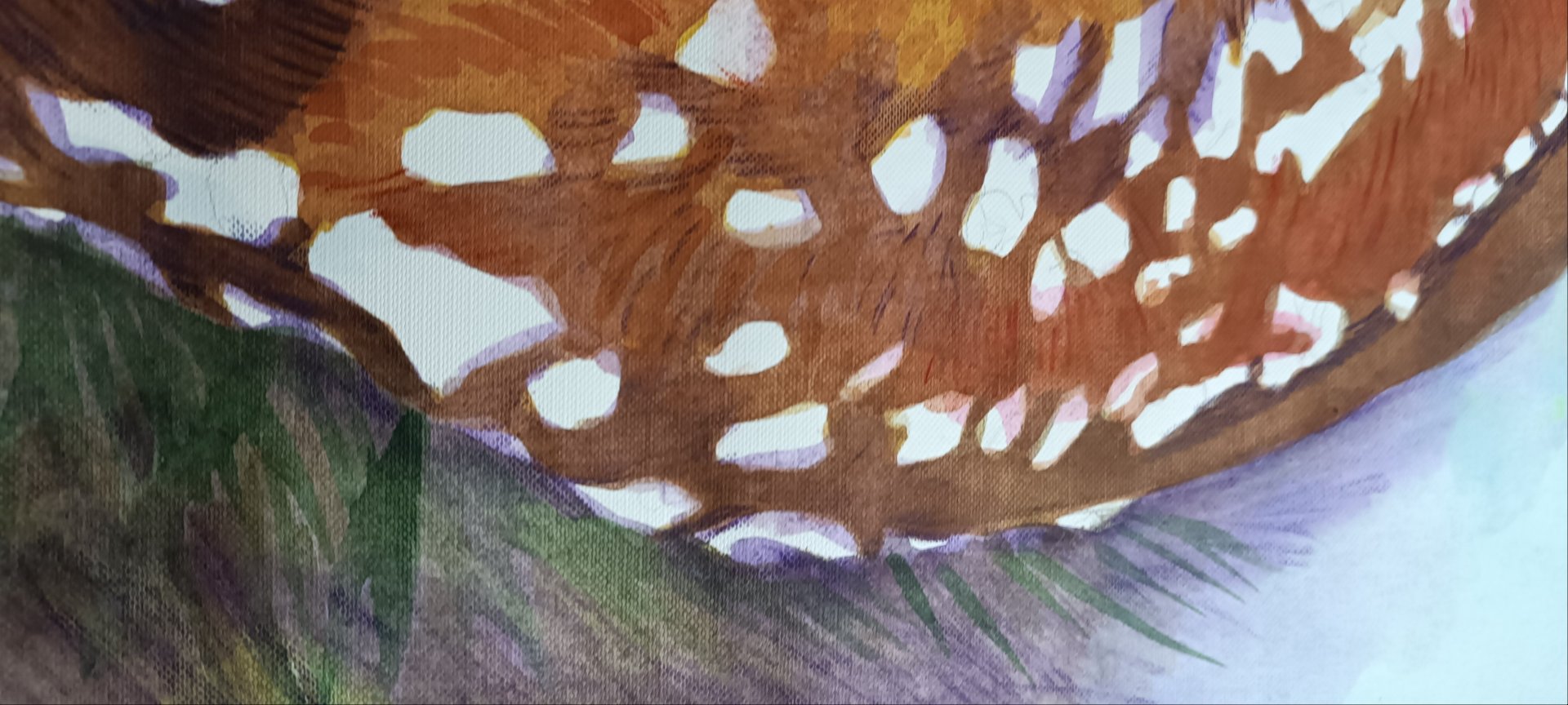 Fawn