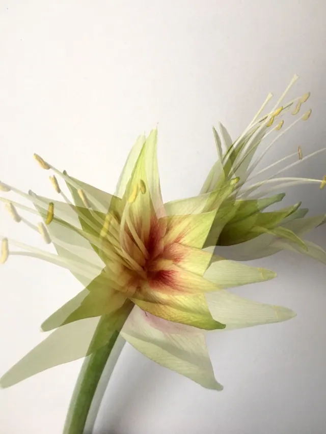 flora