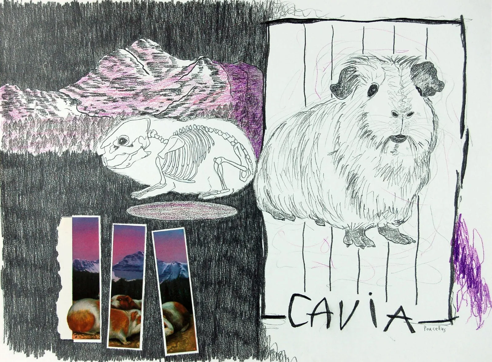 Cavia I Guinea pig