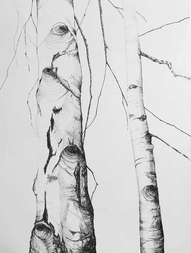 Birches