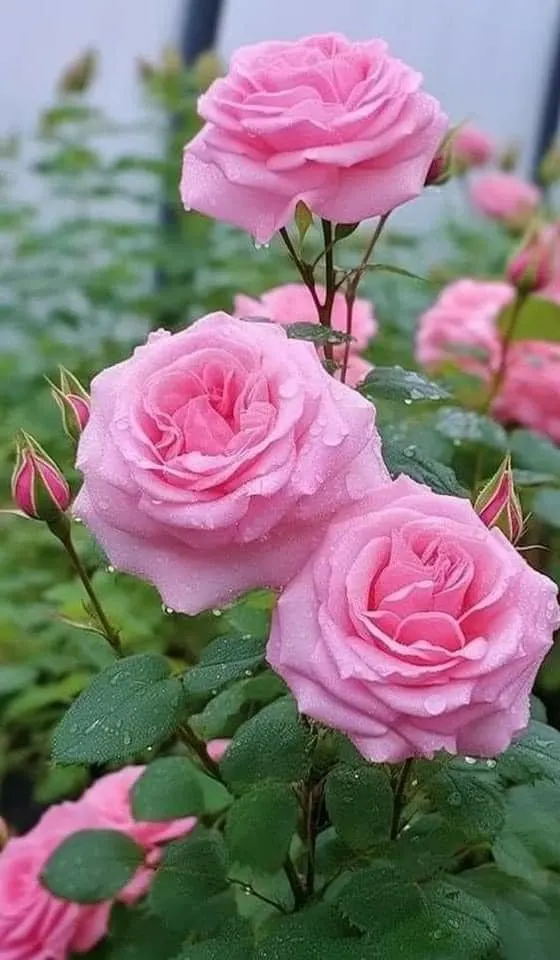 rose