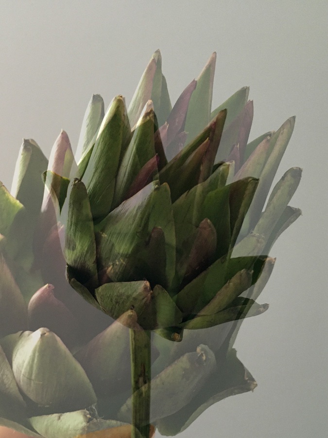 flora