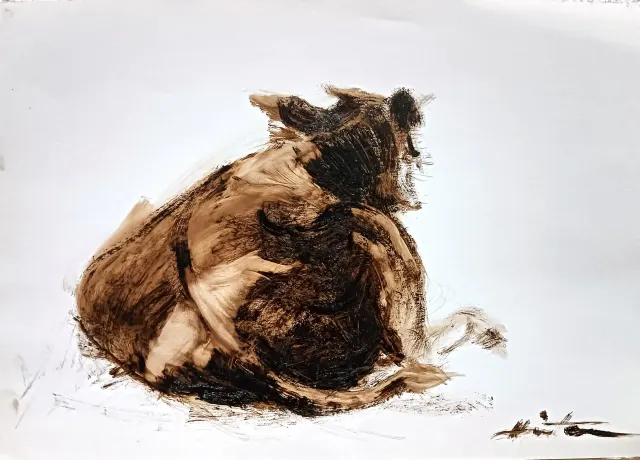 Resting cow