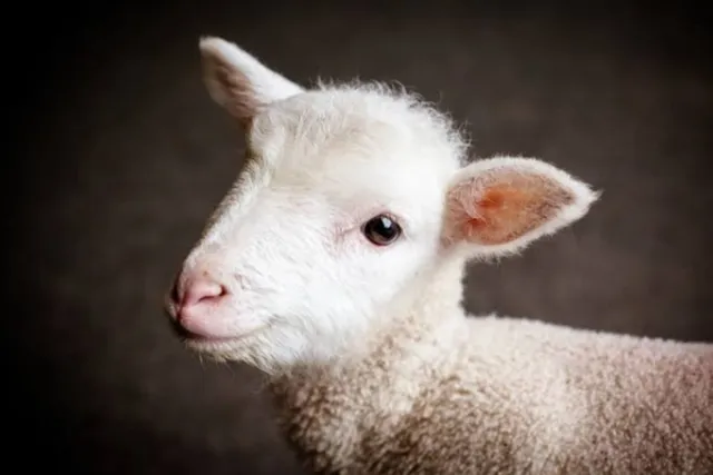 The Lamb Art