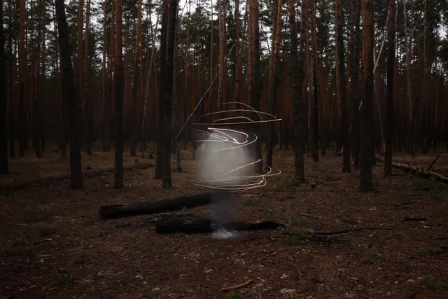 the light in these woods