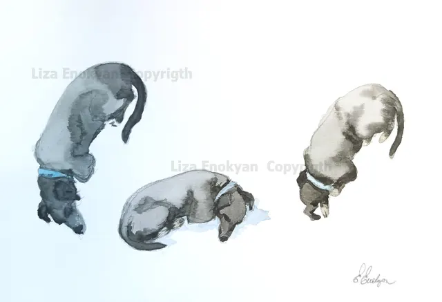 Dogs resting