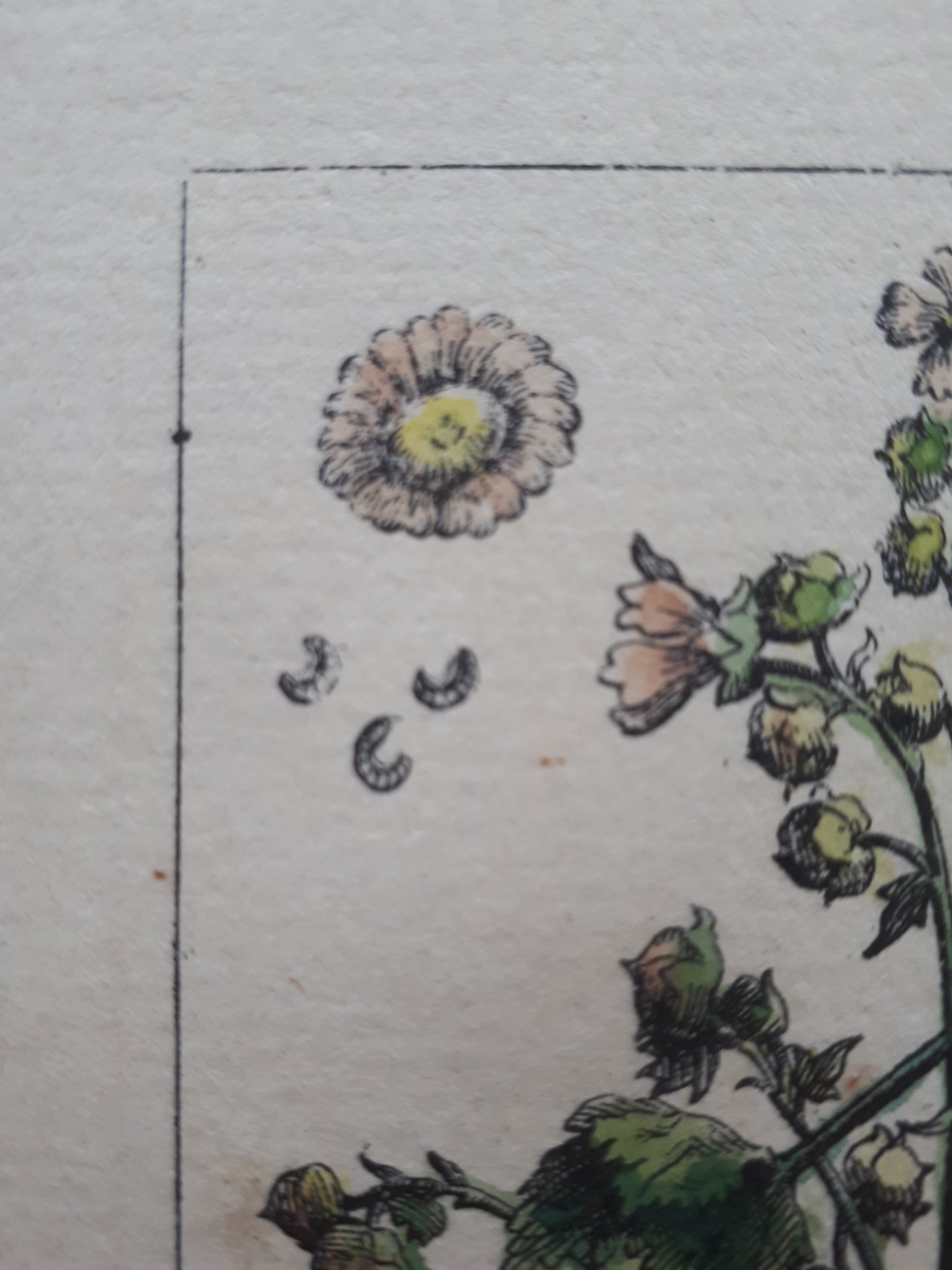 Althae a Virens rotundifolia flore amplo pur - pur a scente Ital.