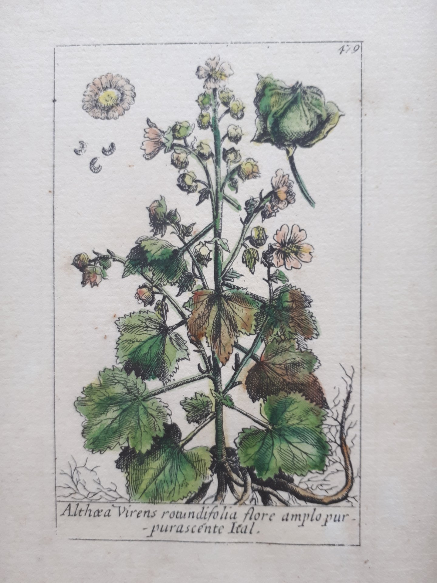 Althae a Virens rotundifolia flore amplo pur - pur a scente Ital.