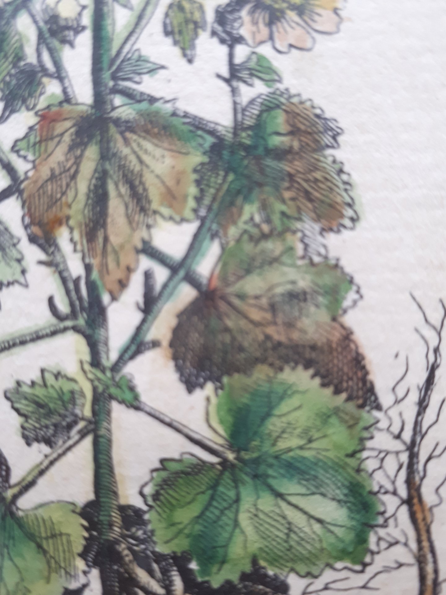 Althae a Virens rotundifolia flore amplo pur - pur a scente Ital.
