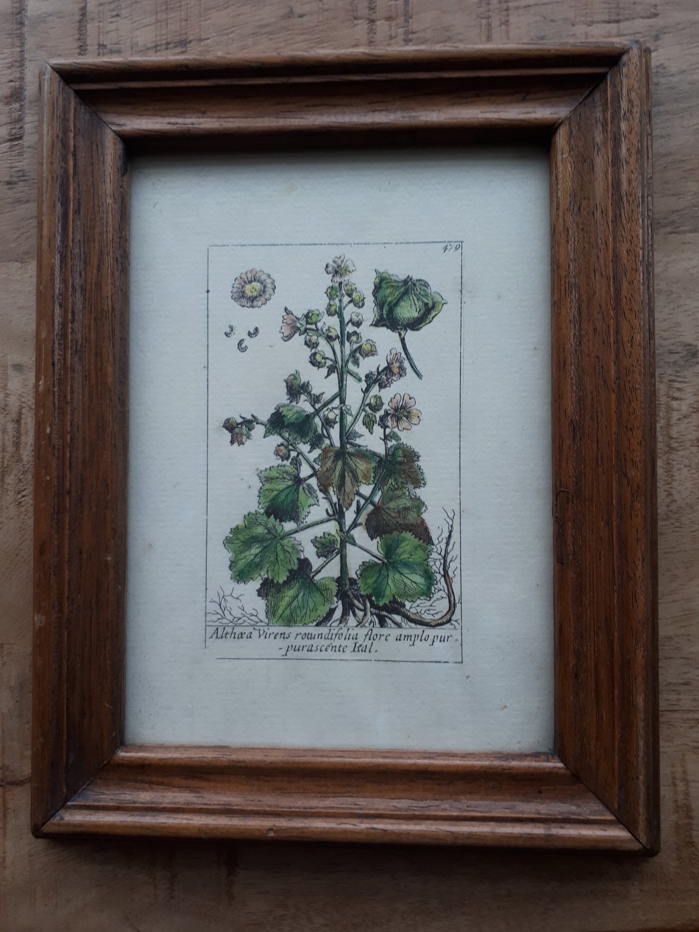 Althae a Virens rotundifolia flore amplo pur - pur a scente Ital.