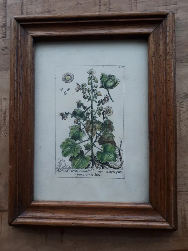 Althae a Virens rotundifolia flore amplo pur - pur a scente Ital.