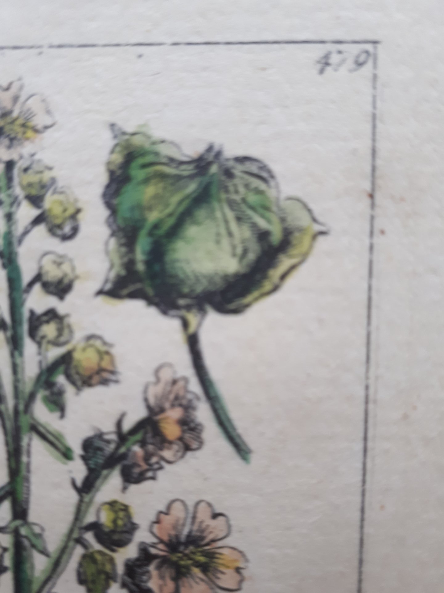 Althae a Virens rotundifolia flore amplo pur - pur a scente Ital.