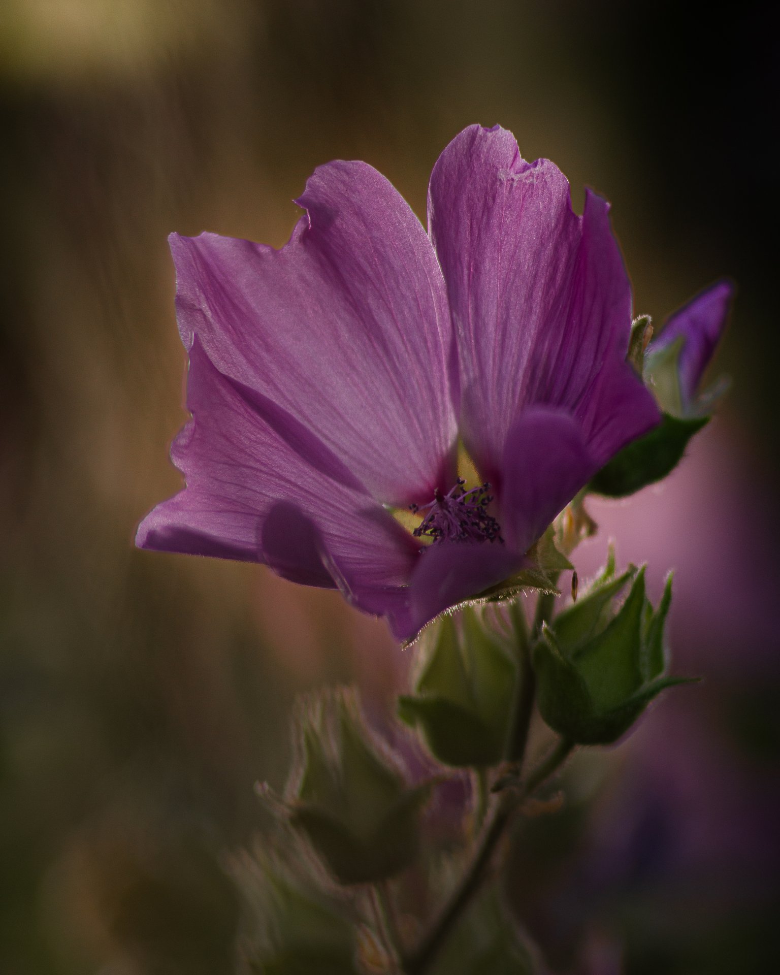 Mallow
