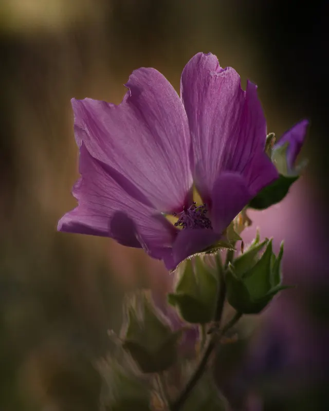 Mallow