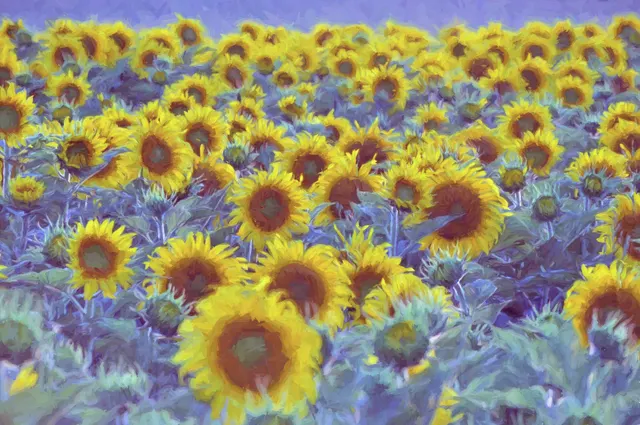 Sunflowers