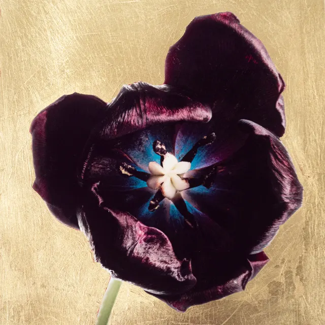 Golden Taffeta Tulip