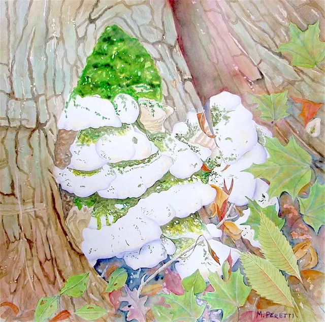Mossy Maple Polypore