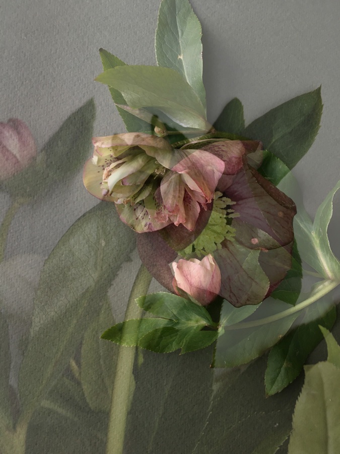 flora