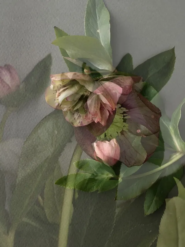flora