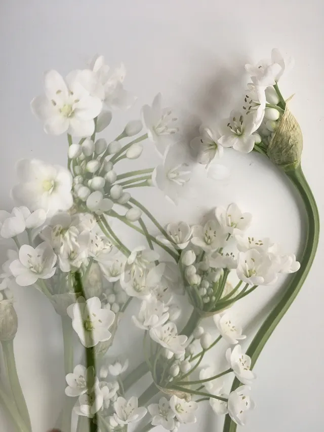 flora
