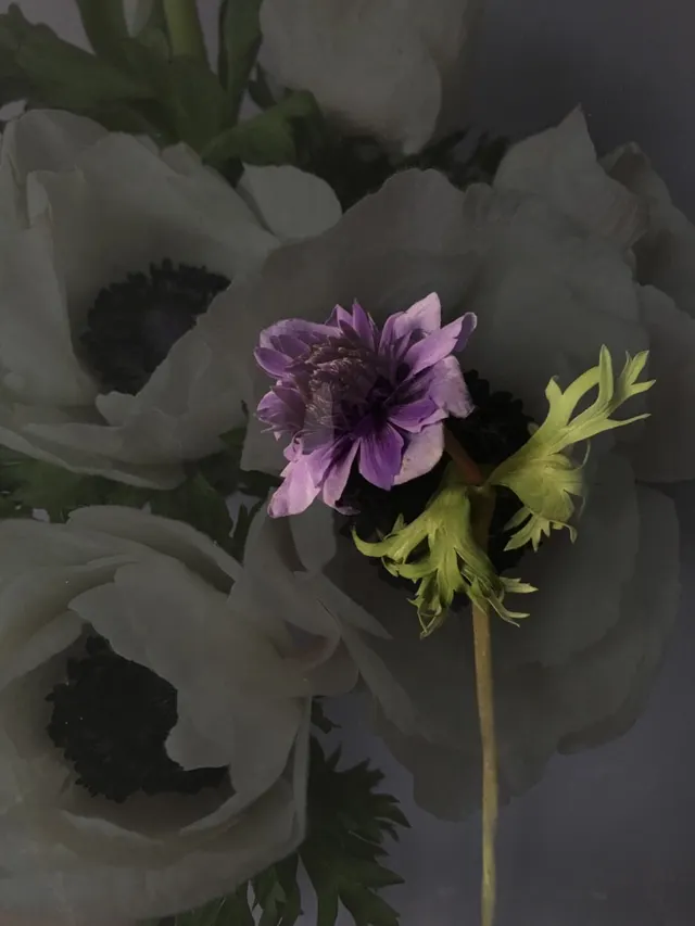 flora