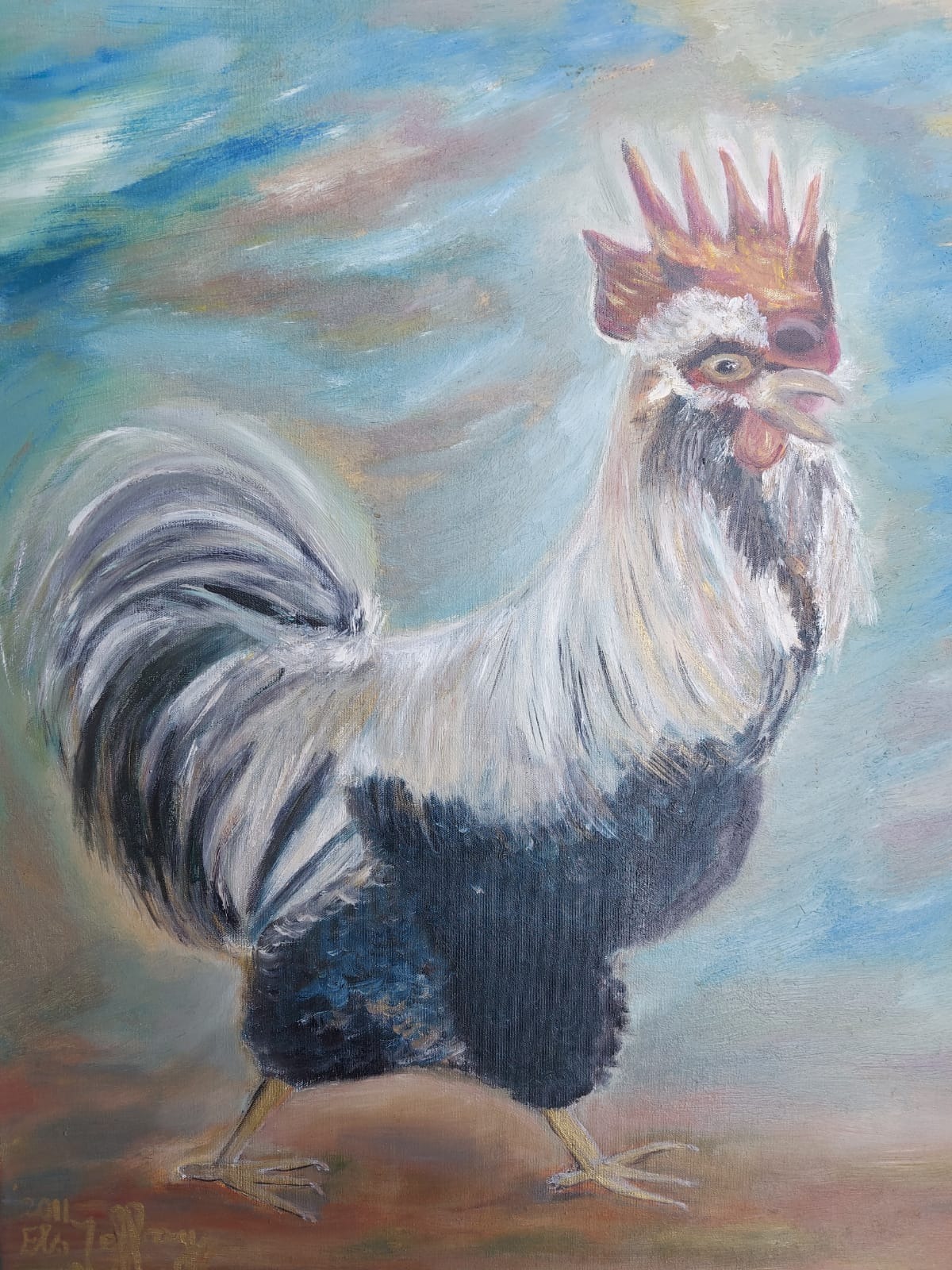 Chefke de haan / Chefke the rooster