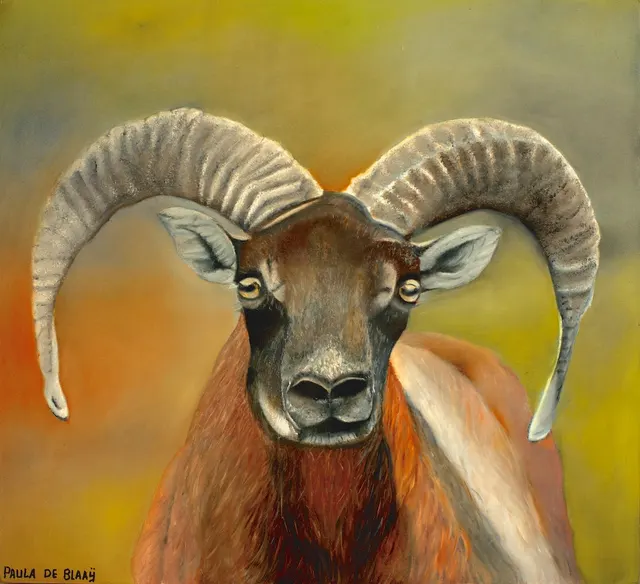 Mouflon
