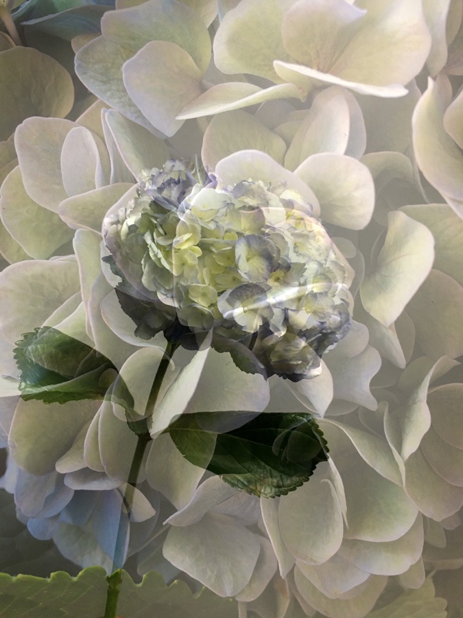 flora