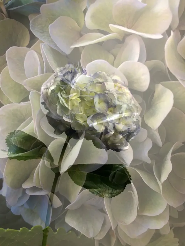 flora