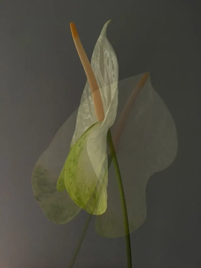 flora