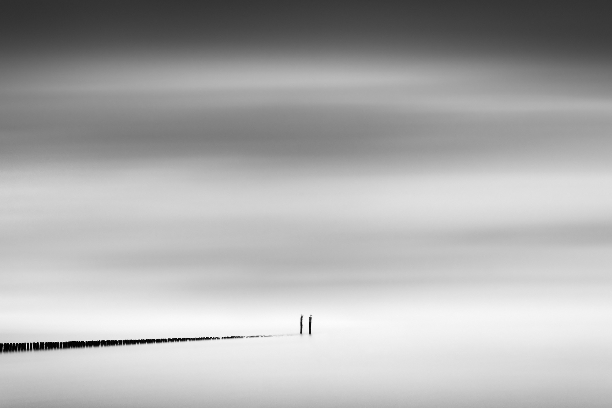 Seagulls, limited edition 1/5