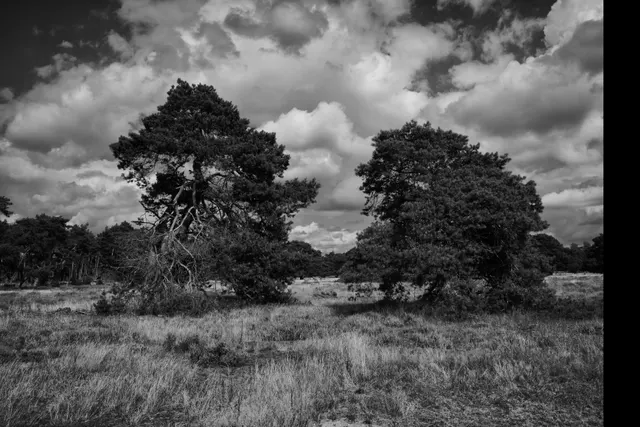 Hoge Veluwe 08