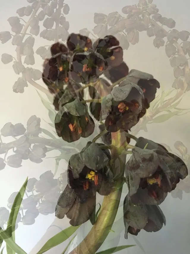 flora