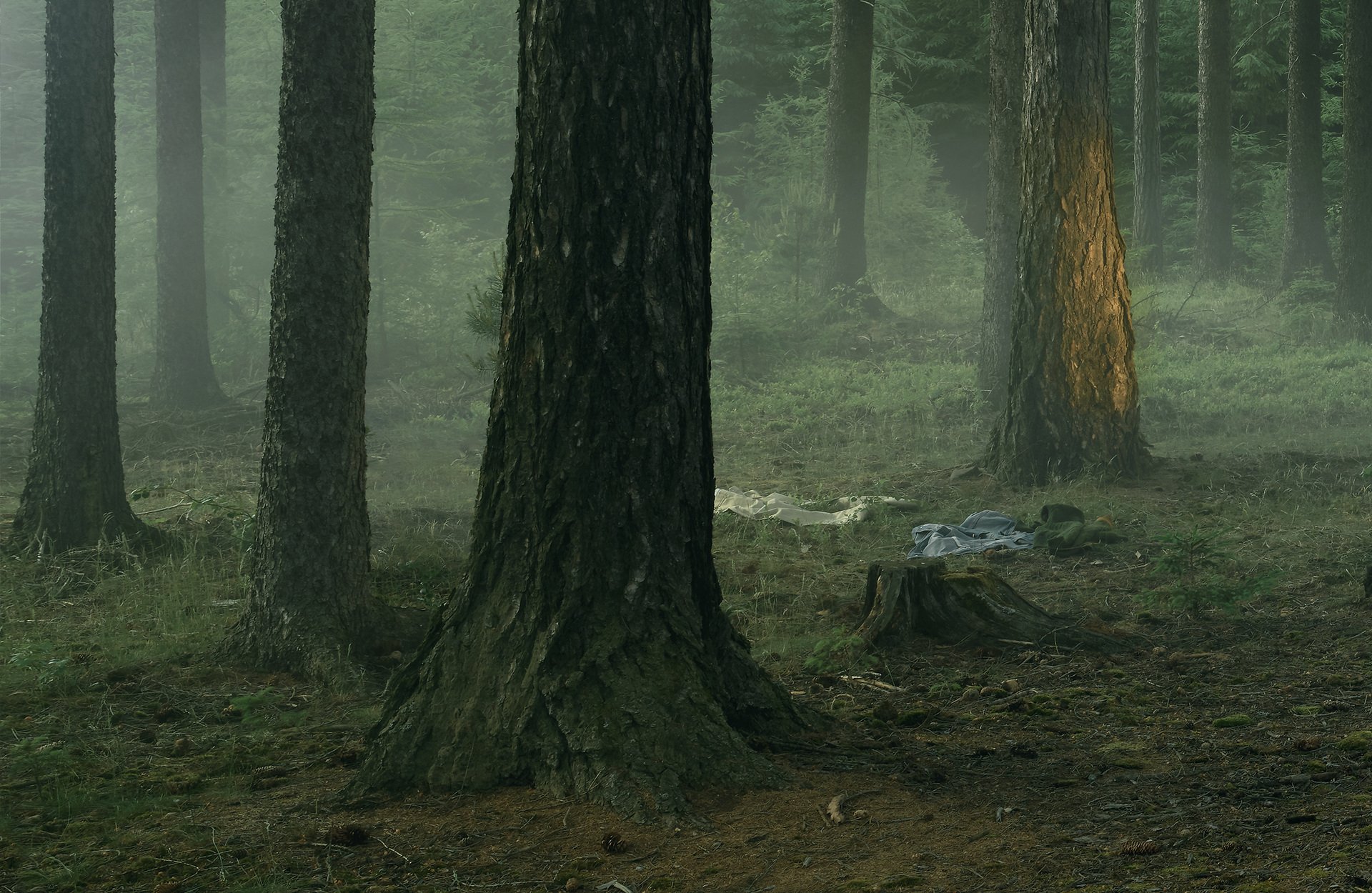 Behind the Trees