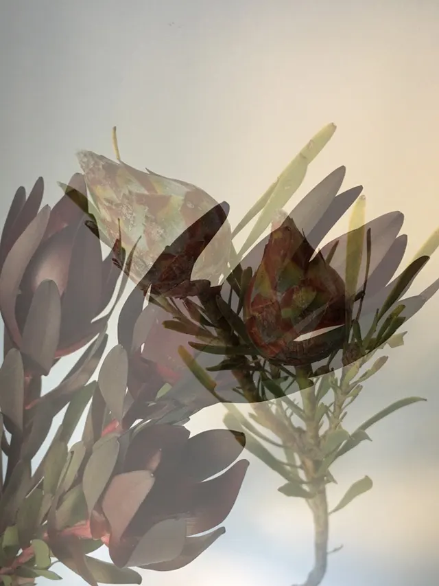 flora