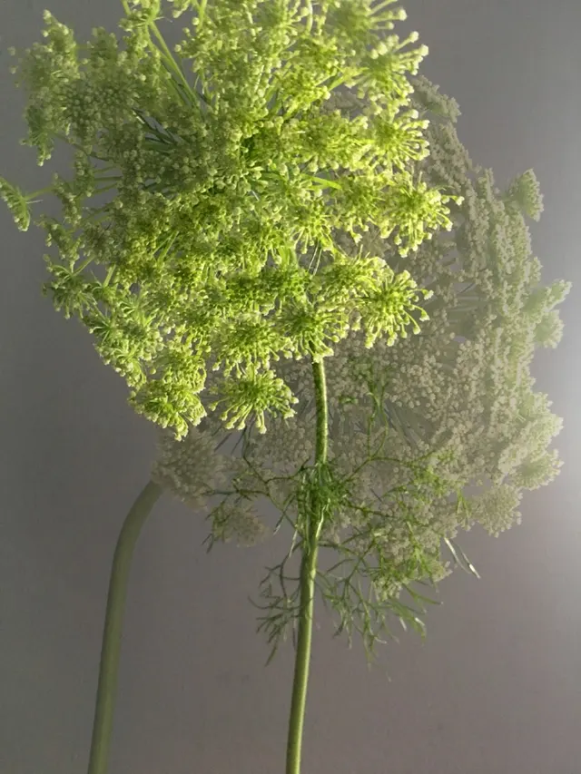 flora