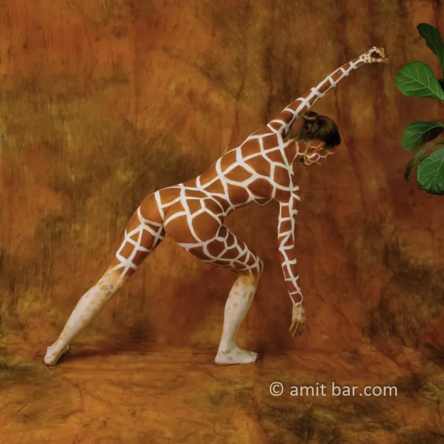 Hungry giraffe