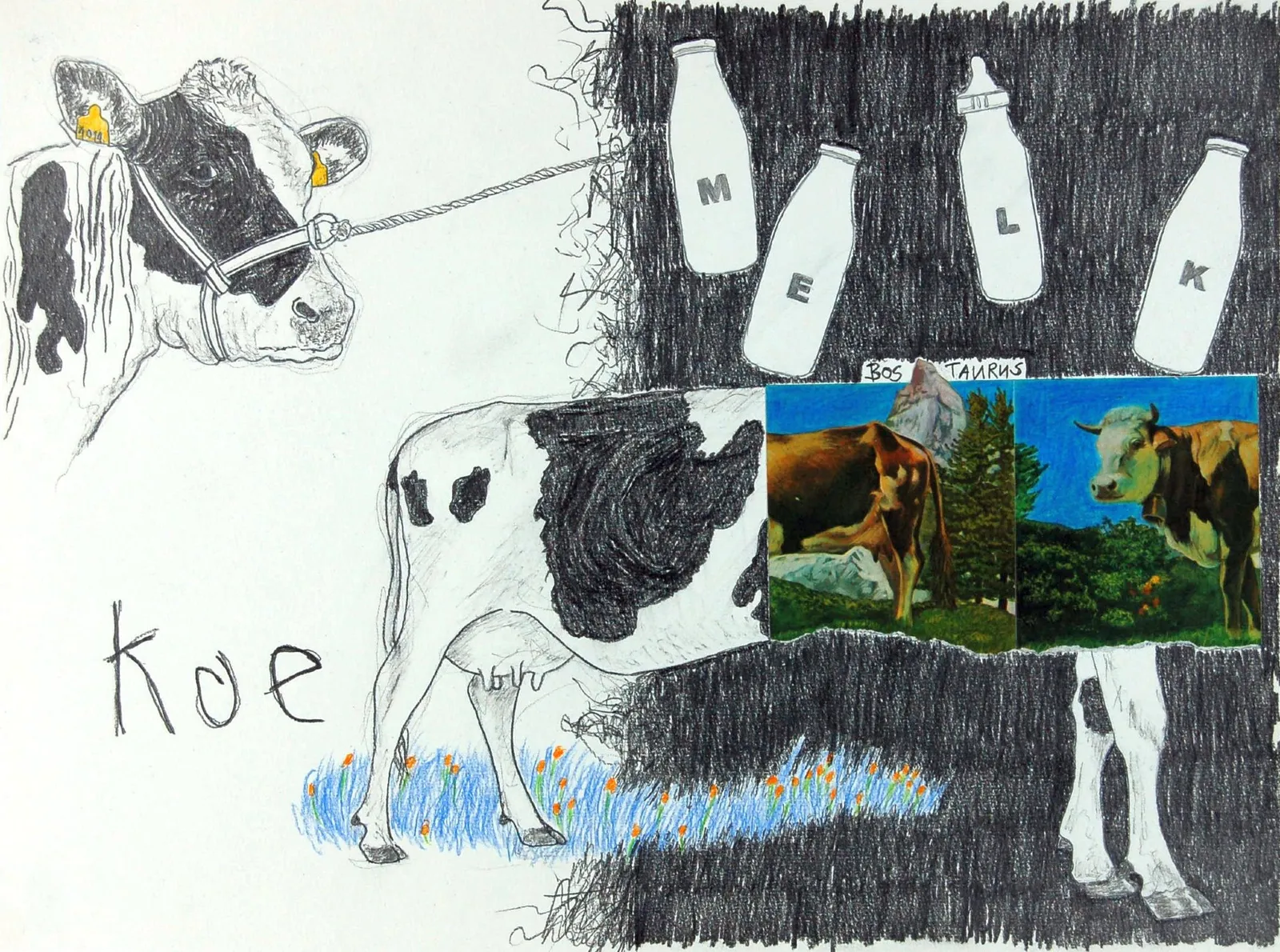 Koe I Cow