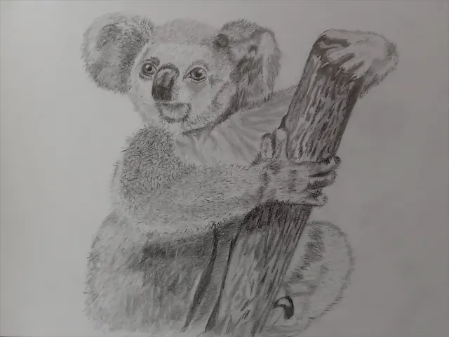 Коала