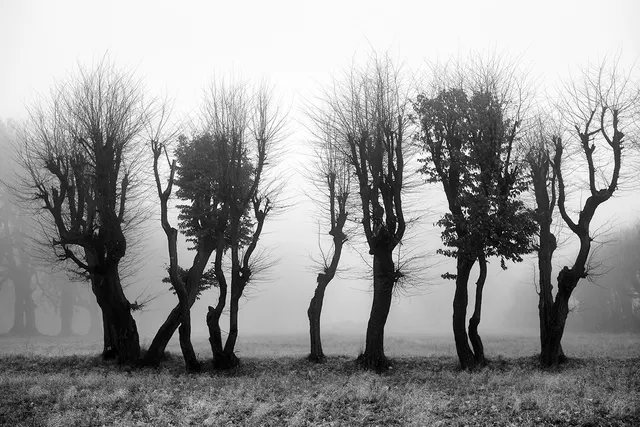 Forest defile