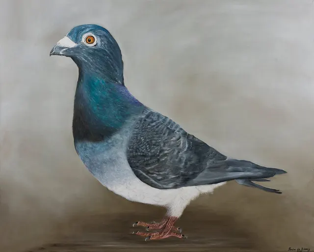 Homing pigeon