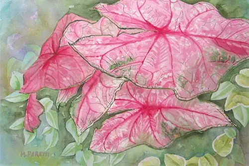Pink Caladiums