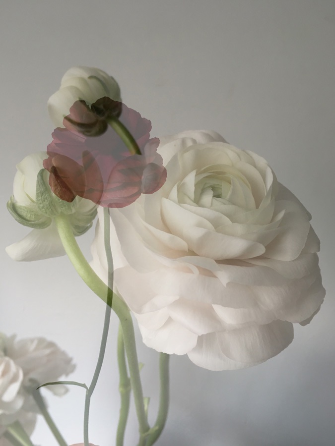 flora