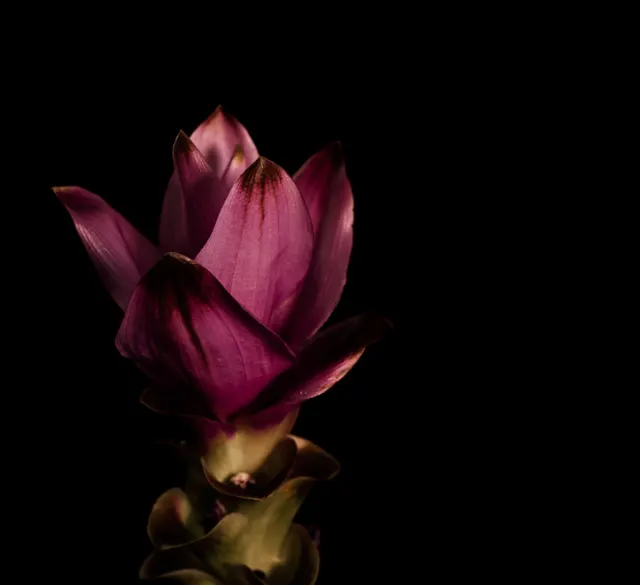 Curcuma