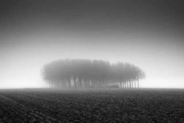 Trees in Dense Fog, unique edition 1/1