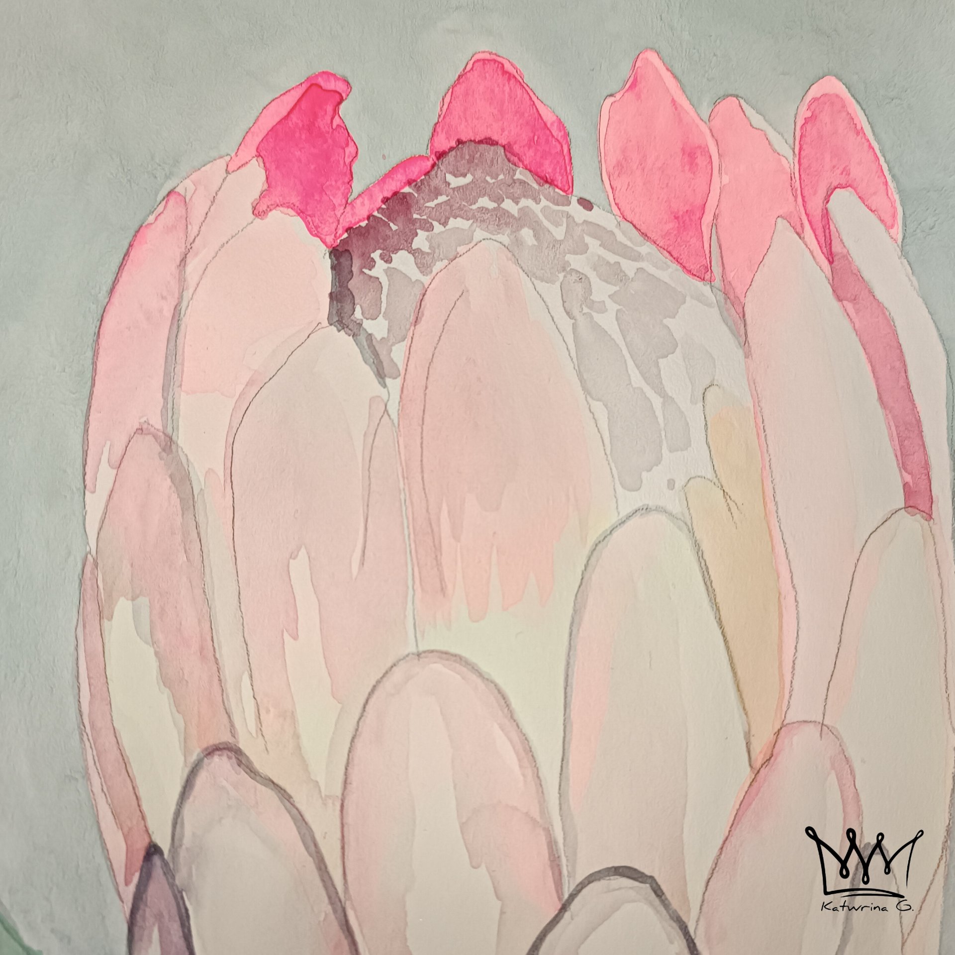Protea 1